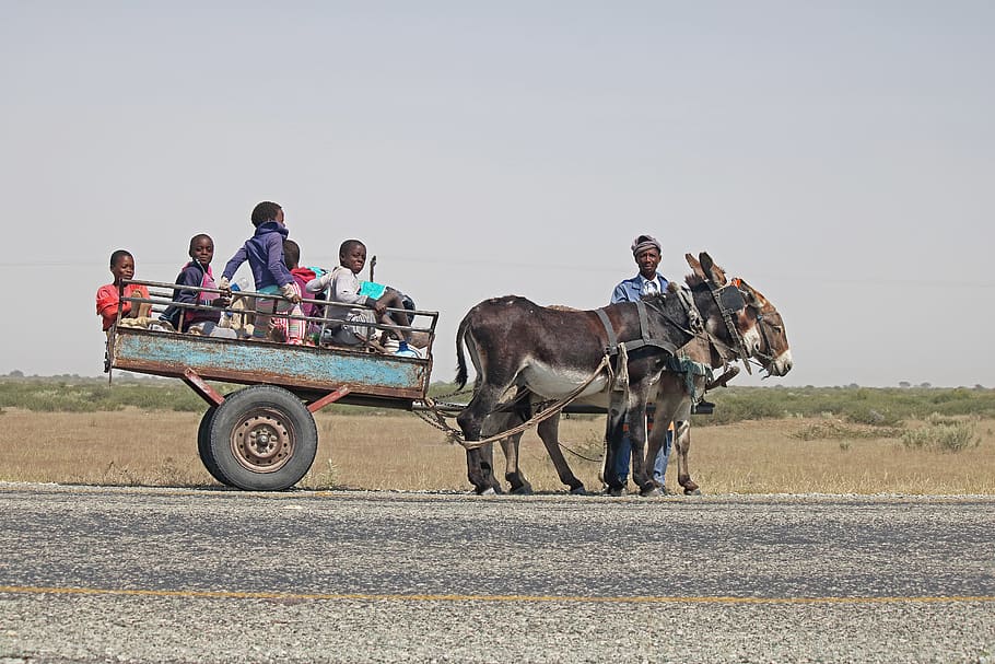 donkey-cart-cart-donkey-car.jpg
